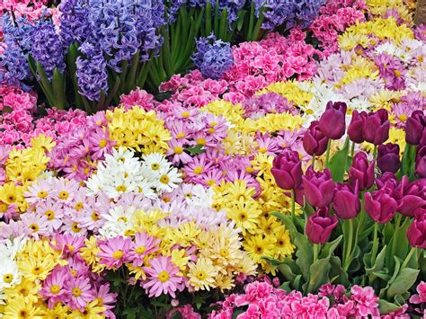 Тапети за десктоп с прекрасни цветя 1 Цветна градина