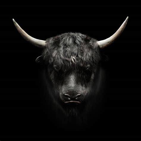 Bull Head Stock Photos Pictures And Royalty Free Images Istock