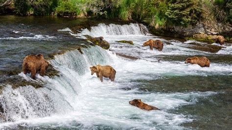 The Salmon Fishing Bears Of Brooks Falls Amusing Planet