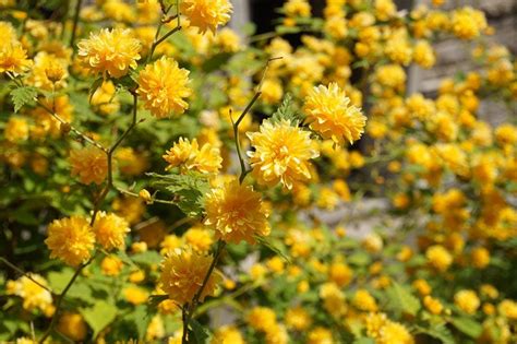 10 Stunning Yellow Flowering Shrubs Garden Lovers Club Yellow