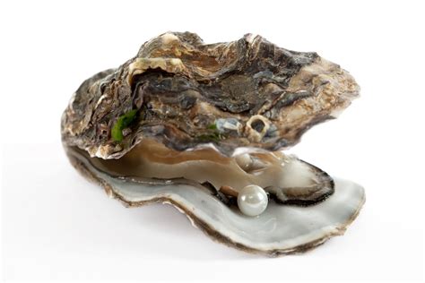 Free Images Shell Oyster Bivalve Seafood Giant Clam Shellfish