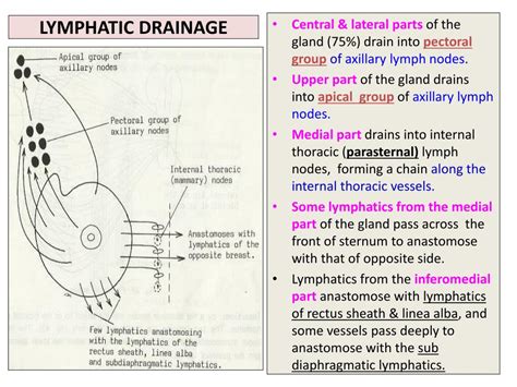 Lymph Nodes In Hand Diagram