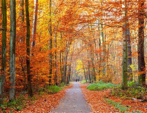 Pathway In The Autumn Forest Stock Photo Image Of Tree Fall 25866454
