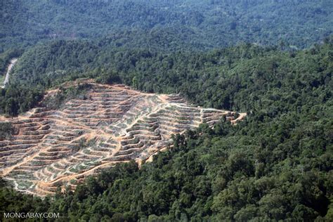 Deforestation In Malaysian Borneo
