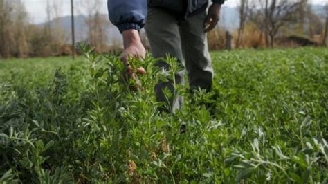 Cómo Elegir El Mejor Cultivar De Alfalfa Supercampo
