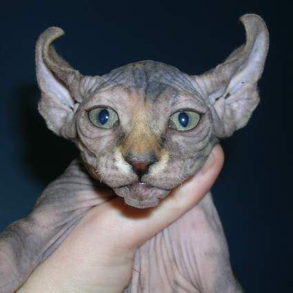 Strange Breeds Of Hairless Cats The Featured Creature Elf Cat