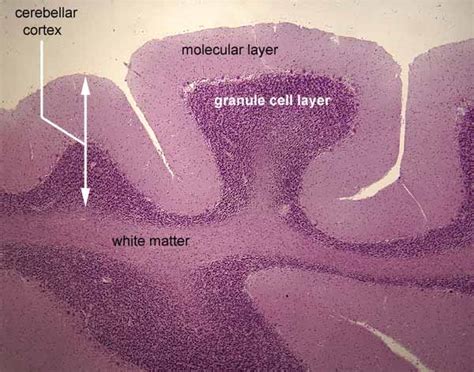 Cerebellar Cortex Histology