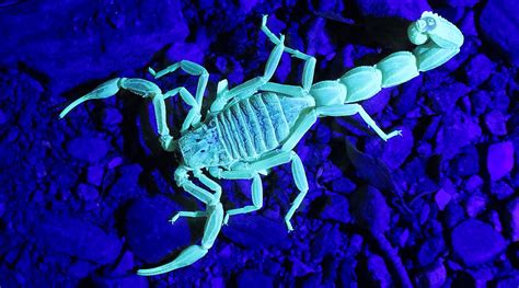 Why Do Scorpions Glow Entoblog