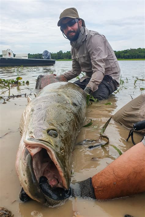 Pirarucu Lodge Fly Fishing Arapaima Brazil