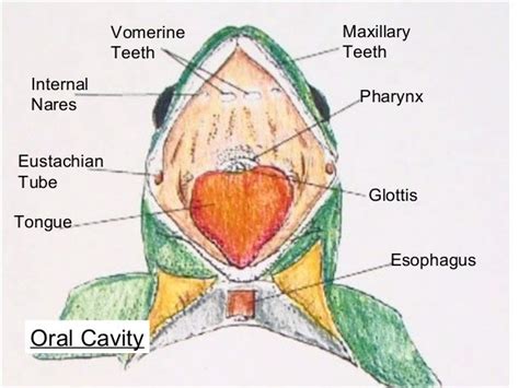 Frog Diagrams