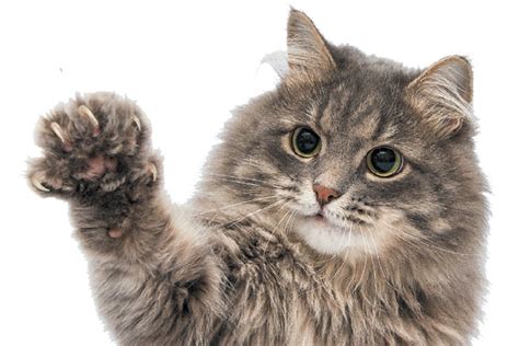 Denver Outlaws Declawing Cats Catster