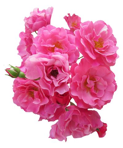 There are over a hundred species and thousands of cultivars. Download FLOWER Free PNG transparent image and clipart