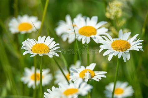 White And Yellow Blossoming Daisies Marguerite Chamomile Flowers In