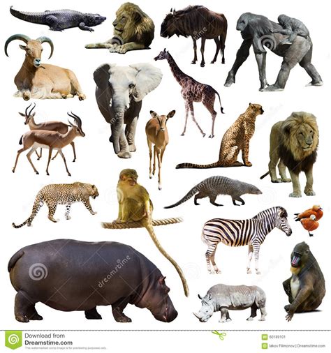 The largest baboon is chacma baboon which can be as large. Set Of Hippopotamus And Other African Animals. Isolated ...
