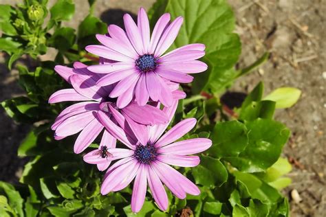 Hd Wallpaper Daisies Flowers Bornholm Summer Garden Flowering