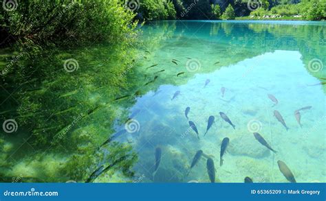 Fish In The Plitvice Lakes Croatia Stock Image Image Of Swimming