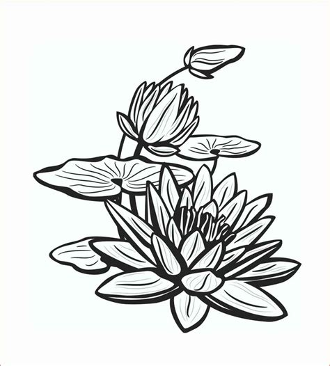 Keren 30 Gambar Sketsa Bunga Yang Mudah Untuk Digambar Galeri Bunga Hd