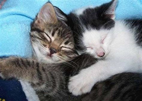 Hugging Kittens Pics
