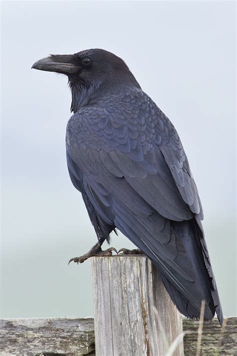 Raven Los Padres Forestwatch