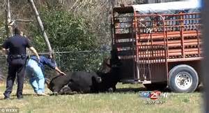 Cowboy Animal Control Lasso Escaped Bull In Texas City Streets Daily