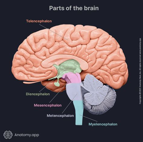 Brain Encyclopedia Anatomyapp Learn Anatomy 3d Models