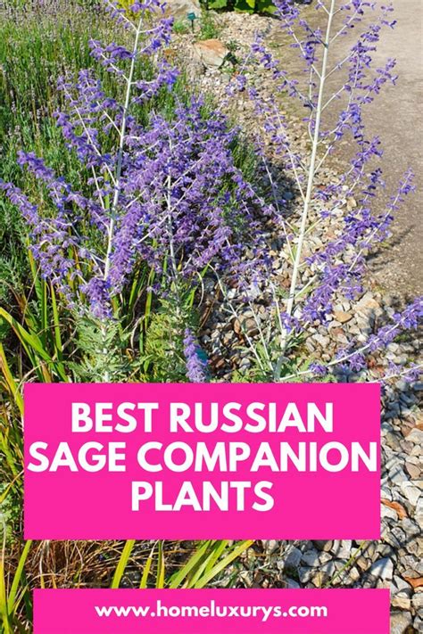 Best Russian Sage Companion Plants That Go Well And What To Avoid Russian Sage Plants