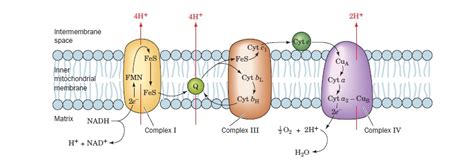 Solved Proton Leak During Atp Synthesis 9to5science