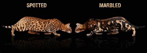 While most commonly seen in the brown spotted. A Visual Guide to Bengal Cat Colors & Patterns | Pisici