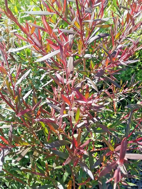 eugene, or hardy, eugene hardy autumn tea tree, eugene hardy tea tree, showy tea tree. Leptospermum 'Copper Glow' Tea Tree - Hello Hello Plants ...