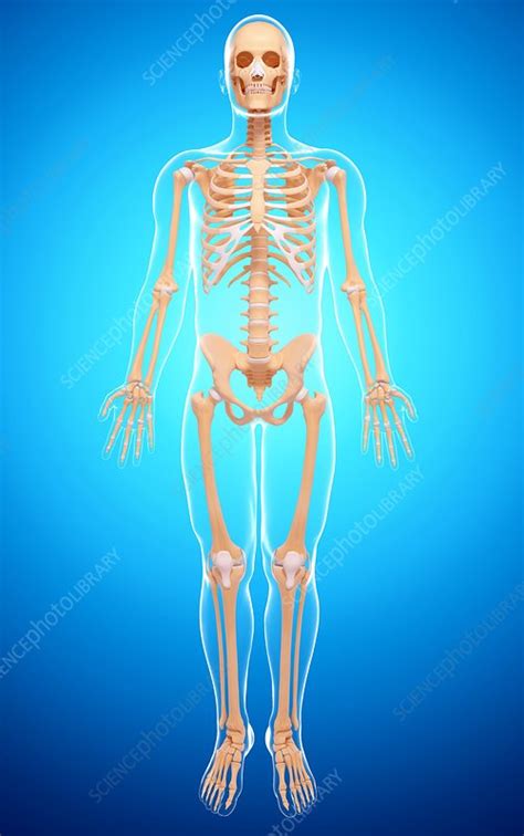 Human Skeletal System Artwork Stock Image F0104501 Science