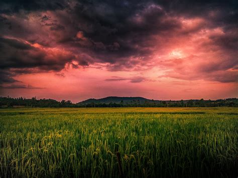 A Dramatic Sunset Over Our Paddy Field Fields Photography Nature