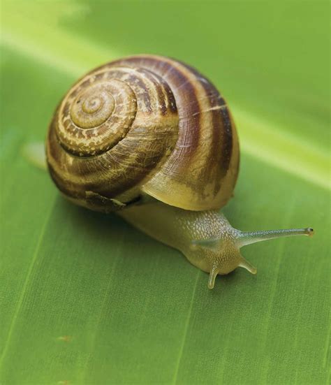 Slugs And Snails Pests And Diseases The Gardener The Gardener