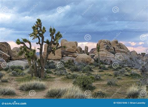 Joshua Trees And Rock Formations Joshua Tree National Park Ca Stock