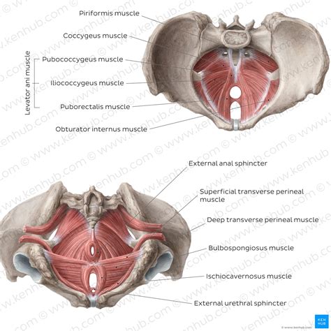 Muscles Of The Pelvic Floor Anatomy And Function Kenhub