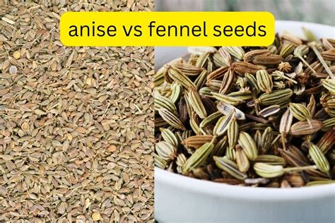 Anise Vs Fennel What Are The Differences And How To Tell Fitibility