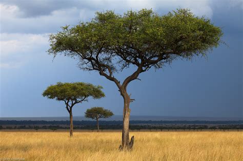 Three Acacias Masai Mara Kenya Africa Grant Ordelheide Photography