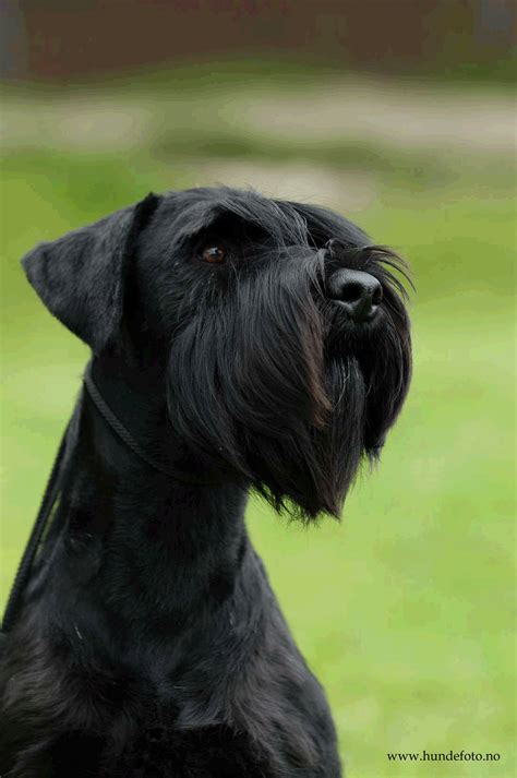 Puppies expected winter/spring of this year. Standard Schnauzer grooming - beard. I would love to have ...