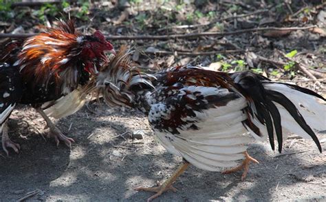 Police Official Killed By Roosters Blade While Investigating Illegal