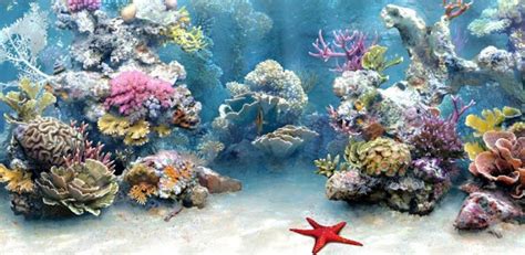 Free Download Crawler 3d Marine Aquarium Screensaver Fish Aquarium 3d