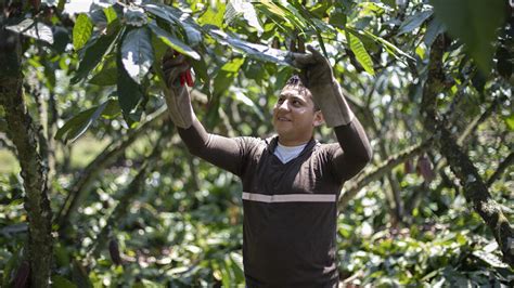 Are Cocoa Farmers Achieving A Living Income In Latin America