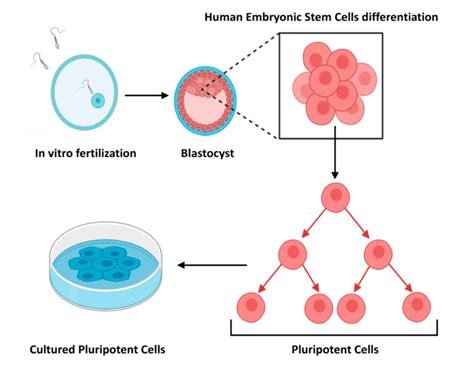Schematic Representation Of How Embryonic Stem Cells Are Derived