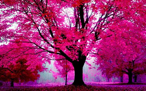 Beautiful Pink Tree Wallpapers Top Free Beautiful Pink Tree