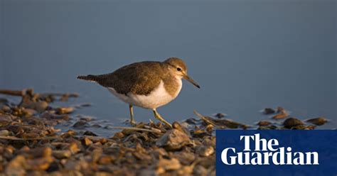 100 Years Ago Sandpipers Gather For Their Long Migration South