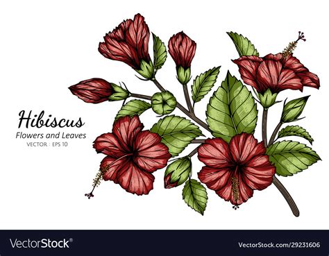Hibiscus Flower Drawing With Birds Vector Eveliza Tumisma