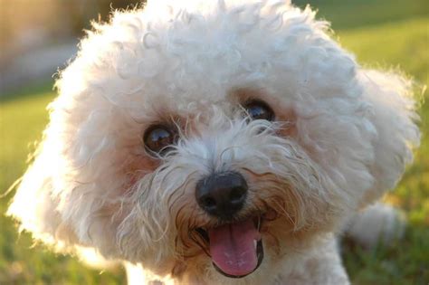 Bichon Frise Dog Breed Information Pictures And More