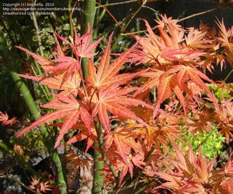 Plantfiles Pictures Japanese Maple Wilsons Pink Dwarf Acer