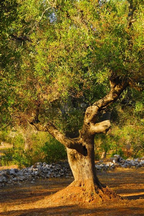 Ancient Olive Trees Of Salento Apulia Southern Italy Stock Photo