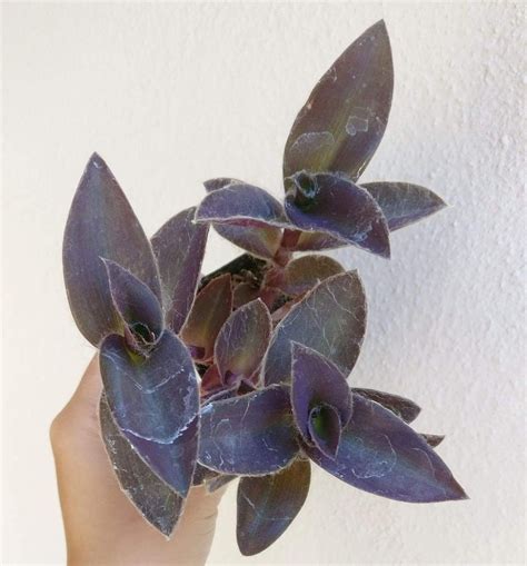 Purple Heart Tradescantia Pallida | Purple heart tradescantia, Purple plants, Purple heart plant