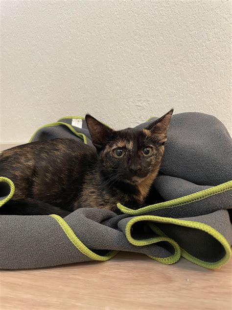 Just Rescued This Sweet Tortie Girl 💕 She Reminds Me Of A Little Bat