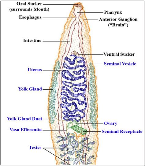 Together they comprise the female reproductive system, supporting sexual and reproductive activities. 1): Diagram of digenia trematoda with basic internal ...